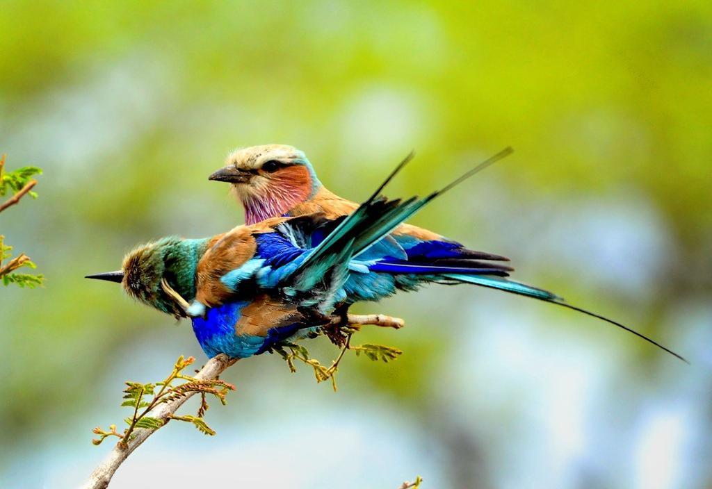 Honeyguide Tented Safari Camp - Khoka Moya マンイェレティ・ゲーム・リザーブ エクステリア 写真