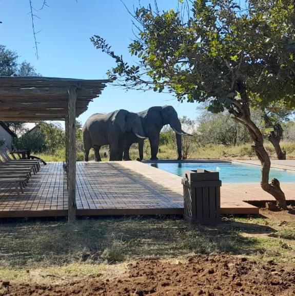Honeyguide Tented Safari Camp - Khoka Moya マンイェレティ・ゲーム・リザーブ エクステリア 写真