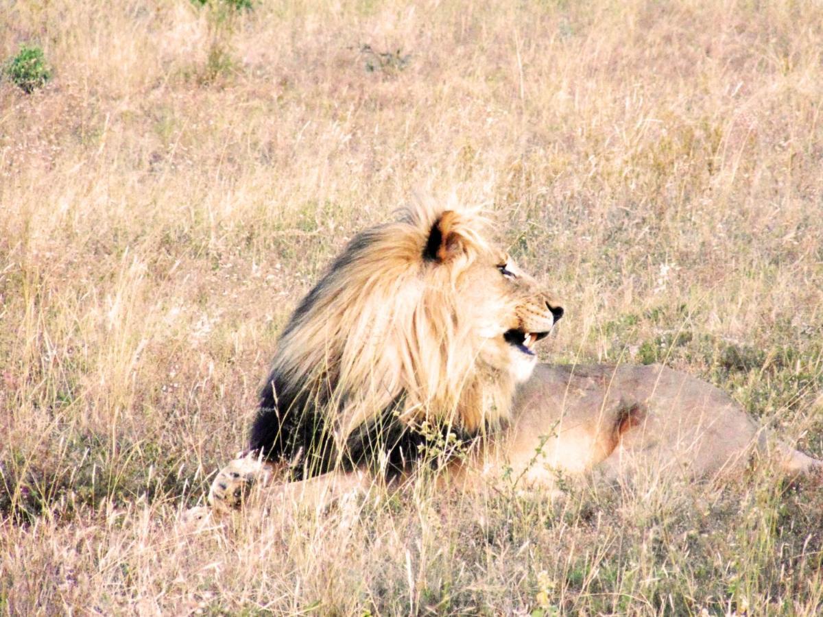 Honeyguide Tented Safari Camp - Khoka Moya マンイェレティ・ゲーム・リザーブ エクステリア 写真