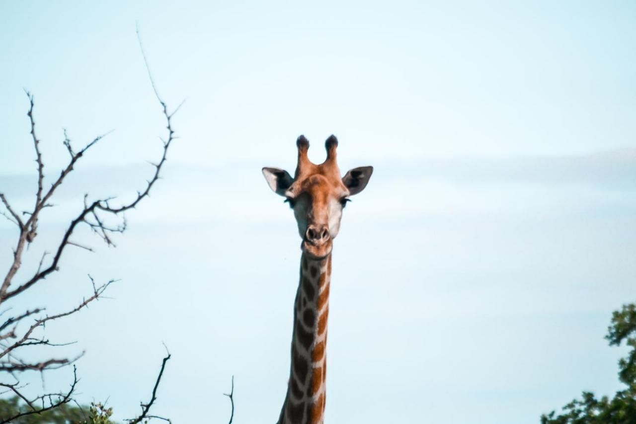 Honeyguide Tented Safari Camp - Khoka Moya マンイェレティ・ゲーム・リザーブ エクステリア 写真