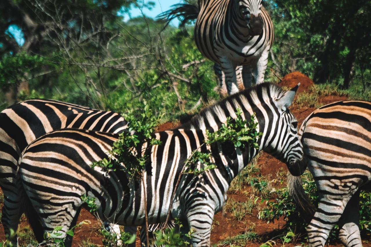 Honeyguide Tented Safari Camp - Khoka Moya マンイェレティ・ゲーム・リザーブ エクステリア 写真