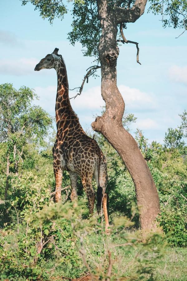 Honeyguide Tented Safari Camp - Khoka Moya マンイェレティ・ゲーム・リザーブ エクステリア 写真
