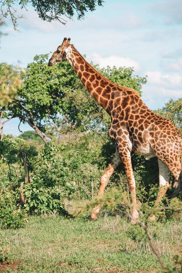 Honeyguide Tented Safari Camp - Khoka Moya マンイェレティ・ゲーム・リザーブ エクステリア 写真